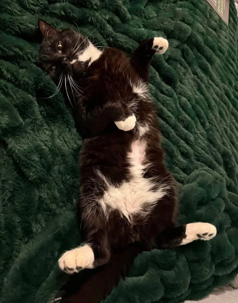 An adult large-sized male Black & White / Tuxedo Tuxedo cat named Barbos for adoption in Staten Island, NY