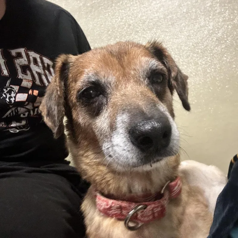 An adult medium-sized female Chihuahua dog named Tippi for adoption in Durango, CO