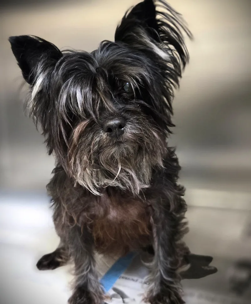 An adult small-sized female Yorkshire Terrier dog named Roxy for adoption in Los Angeles, CA