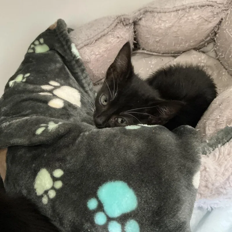 A baby small-sized female Black Domestic Short Hair cat named Robbie for adoption in Elizabeth City, NC