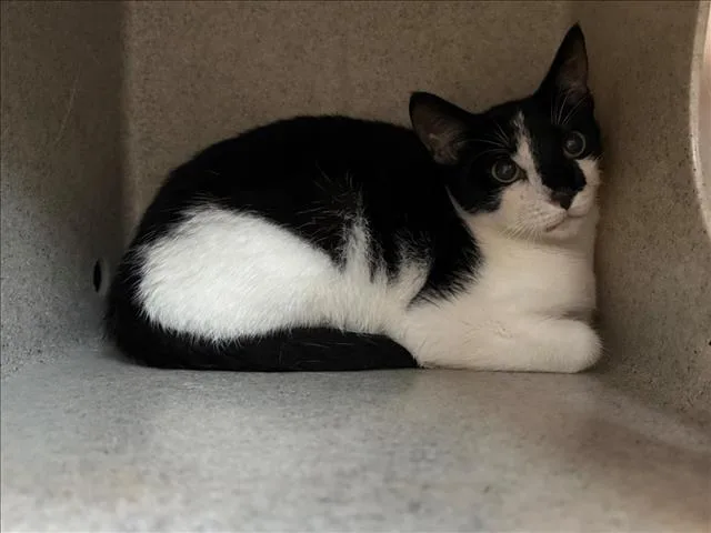 A young small-sized female Domestic Short Hair cat named Wednesday for adoption in Salisbury, NC