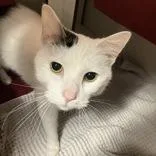 An adult large-sized male Black & White / Tuxedo Domestic Short Hair cat named Milo for adoption in Hilliard, OH