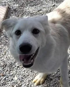 A baby large-sized female Husky dog named Princess for adoption in Pahrump, NV