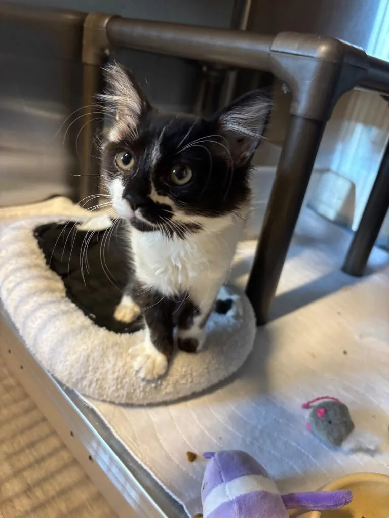 A baby large-sized male Domestic Medium Hair cat named Dasher for adoption in Metter, GA