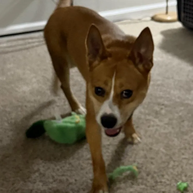 An adult medium-sized male Red / Chestnut / Orange Cattle Dog dog named Zimbahealy for adoption in Cartersville, GA