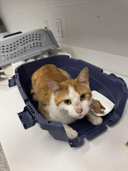 An adult small-sized male Orange / Red Domestic Short Hair cat named Golden for adoption in Kansas City, MO