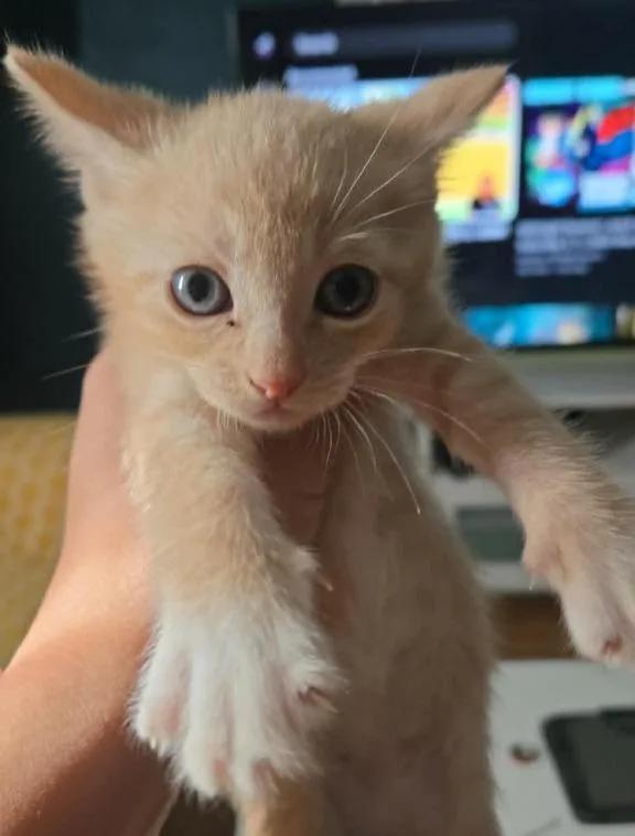 A baby small-sized female Domestic Short Hair cat named Penelope for adoption in Hartsville, SC