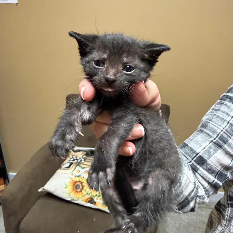 A baby small-sized male Black Domestic Short Hair cat named Rotor for adoption in Richmond, IN