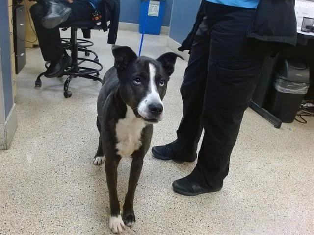 A young large-sized female Siberian Husky dog named Test for adoption in Miami, FL