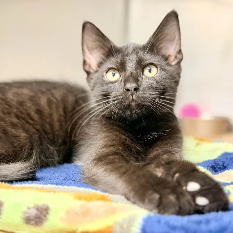 A baby medium-sized male Black Domestic Short Hair cat named Woody for adoption in Jackson, NJ