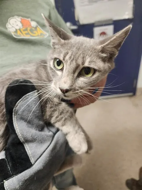 A young small-sized female Domestic Short Hair cat named Charcoal for adoption in Bakersfield, CA