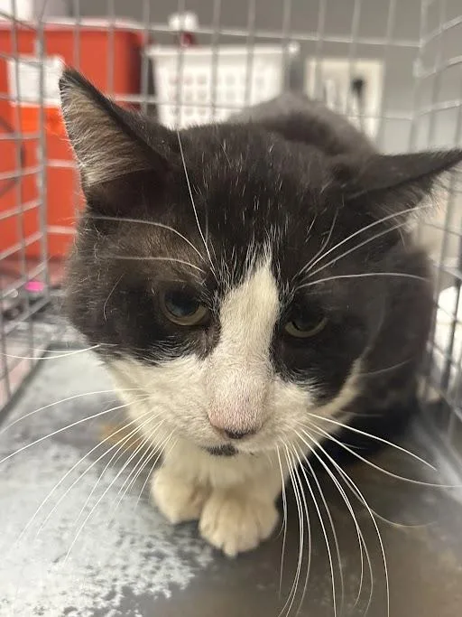 An adult large-sized male Domestic Short Hair cat named Baxter for adoption in Las Vegas, NV