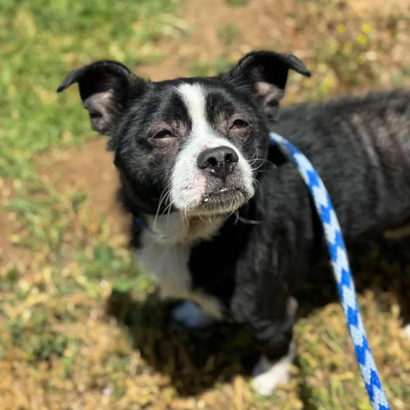 An adult small-sized male Black Border Terrier dog named Barry for adoption in Santa Barbara, CA