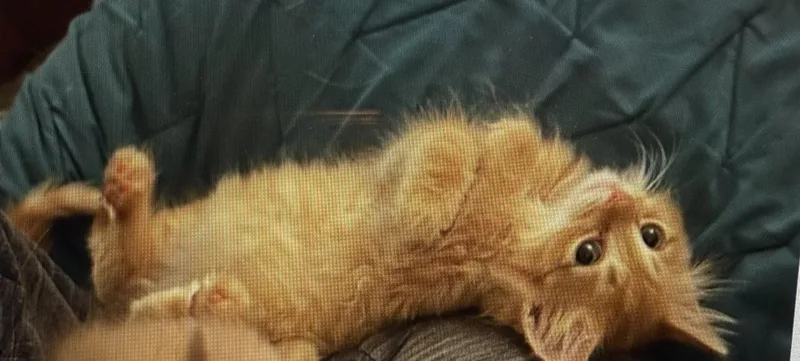Skipper