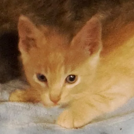A baby small-sized male Orange / Red Domestic Short Hair cat named Drew for adoption in Green Forest, AR