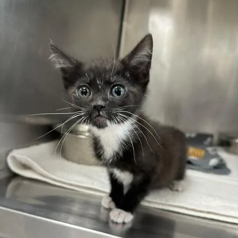 A baby small-sized male Black Domestic Short Hair cat named Charlie for adoption in Indianapolis, IN