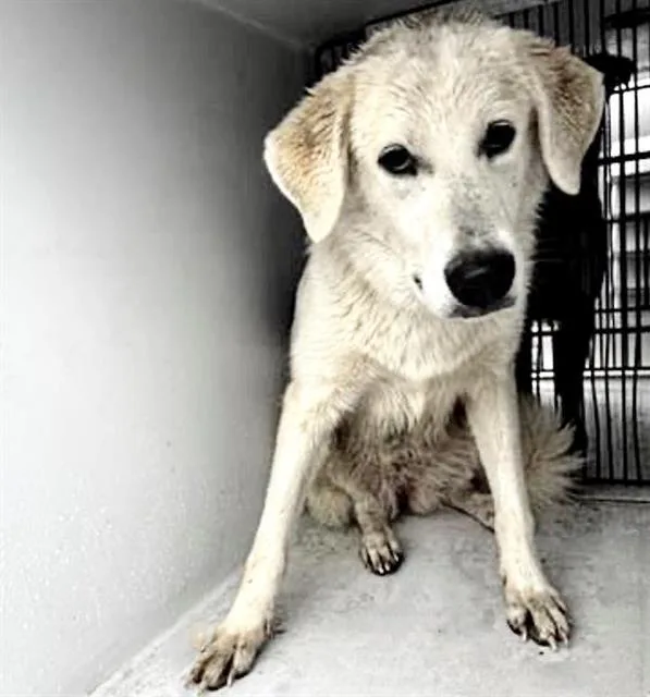 A young large-sized female Labrador Retriever dog named Sophia for adoption in Houston, TX