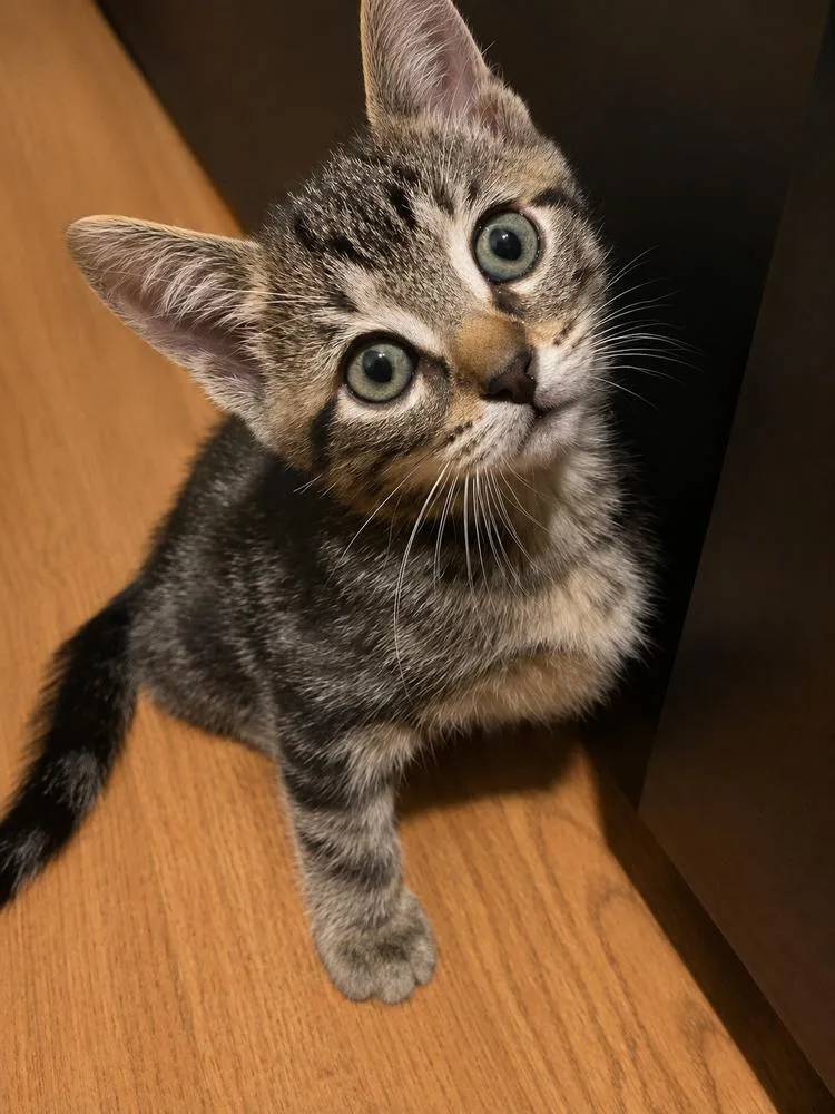 A baby small-sized female Tabby cat named Chloe for adoption in Calimesa, CA