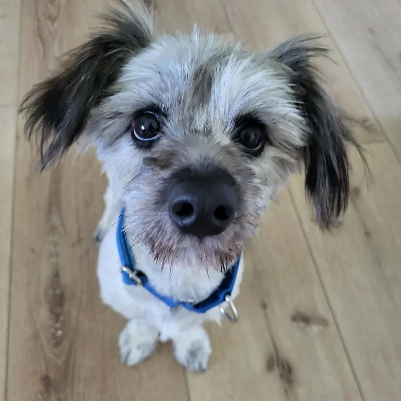 An adult small-sized male Gray / Blue / Silver Terrier dog named Mason for adoption in Alma, WI