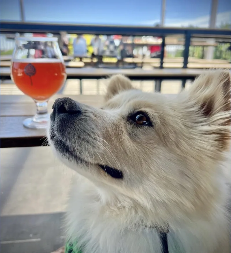 An adult small-sized male Apricot / Beige Pomeranian dog named Little Fox for adoption in Commerce City, CO