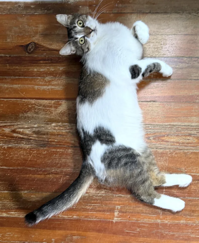 A young medium-sized female Domestic Short Hair cat named Gabby for adoption in Philadelphia, PA