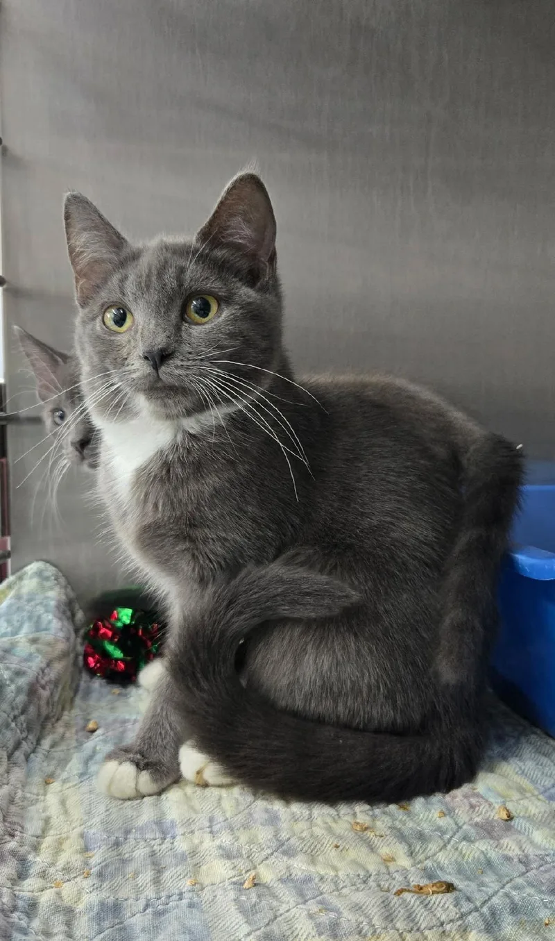A baby medium-sized female Gray & White Domestic Short Hair cat named Frusci for adoption in Mount Vernon, OH
