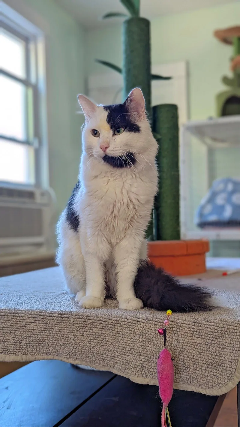 An adult medium-sized male White Domestic Long Hair cat named Casper for adoption in Chicago, IL