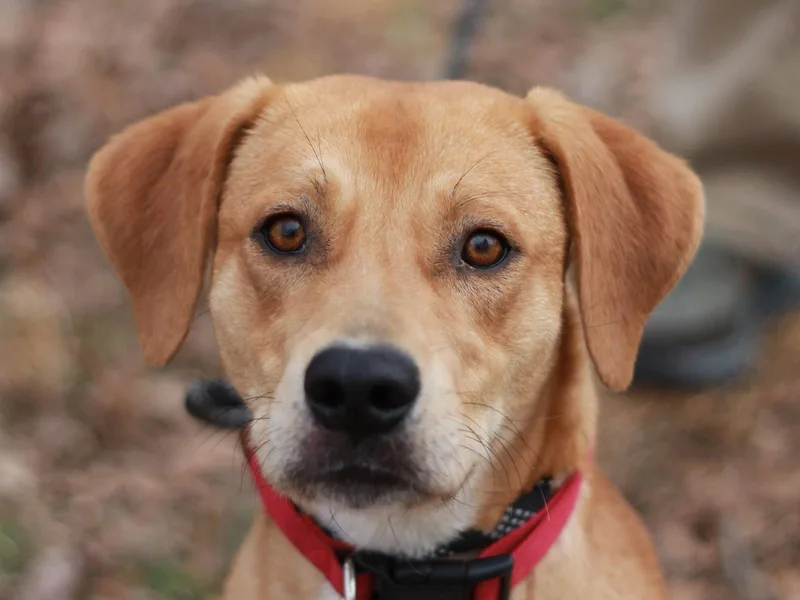 A young medium-sized male Mountain Cur dog named Hank for adoption in Cookeville, TN