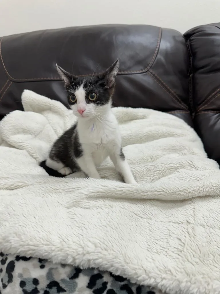 A baby small-sized female Tabby cat named Juliana for adoption in Newberg, OR