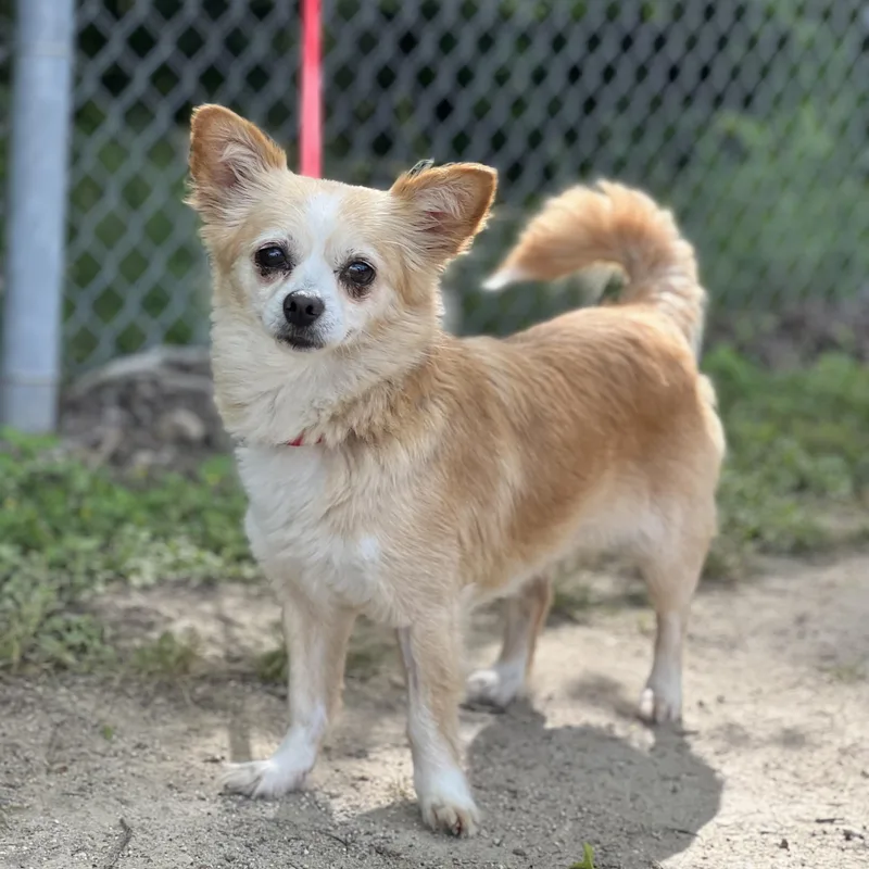 An adult small-sized female Apricot / Beige Chihuahua dog named Butterscotch for adoption in Madisonville, TX
