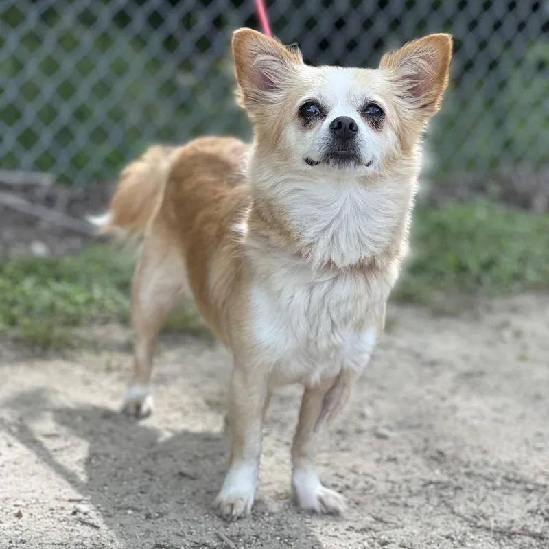 Butterscotch thumbnail 2