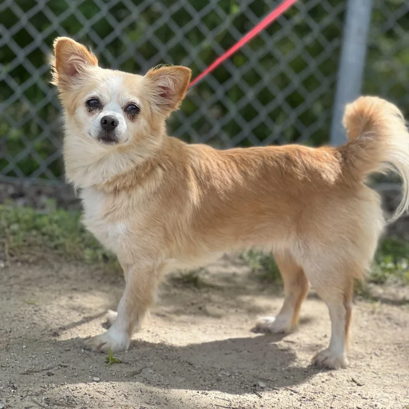 Butterscotch thumbnail 3