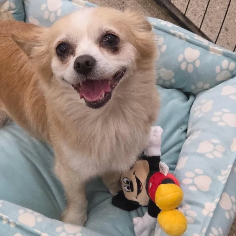 Butterscotch thumbnail 4