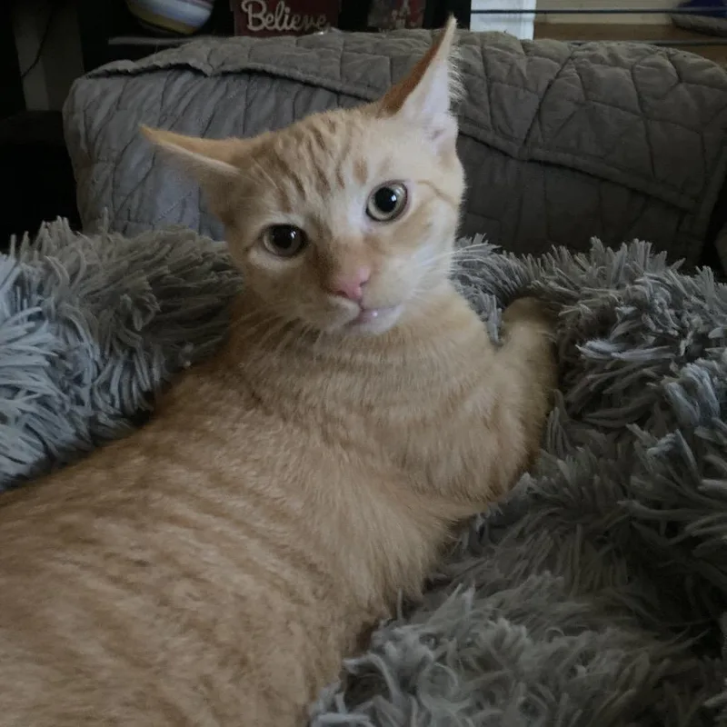 A young medium-sized male Domestic Short Hair cat named Kumquat and Marmalade for adoption in Portage, MI