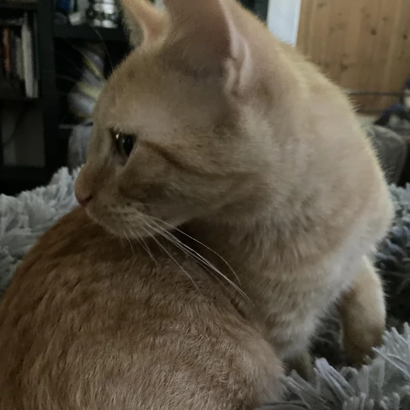 Kumquat and Marmalade thumbnail 3