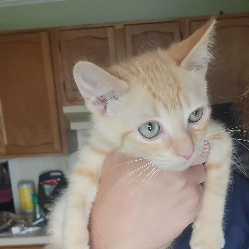 Kumquat and Marmalade thumbnail 4