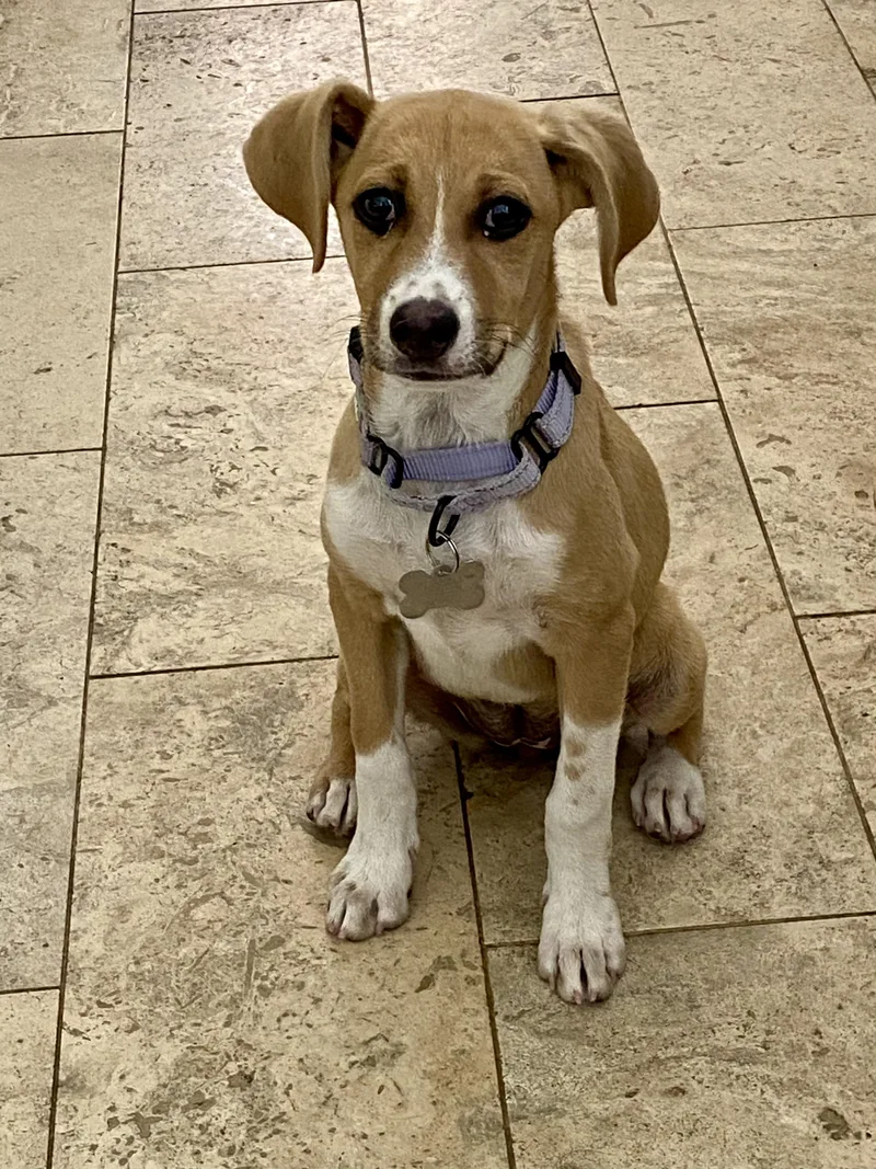 A baby medium-sized female Apricot / Beige Beagle dog named Penny for adoption in Sunset Beach , CA