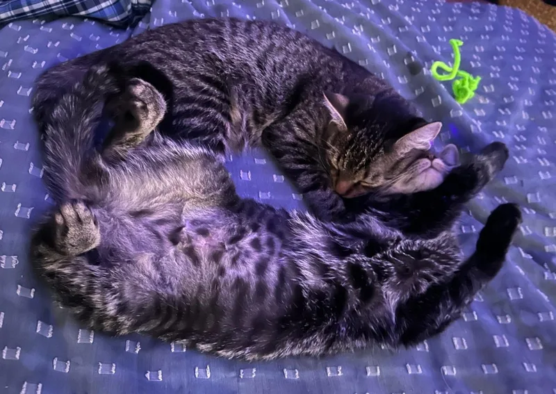 Meg And Gabrielle thumbnail 3