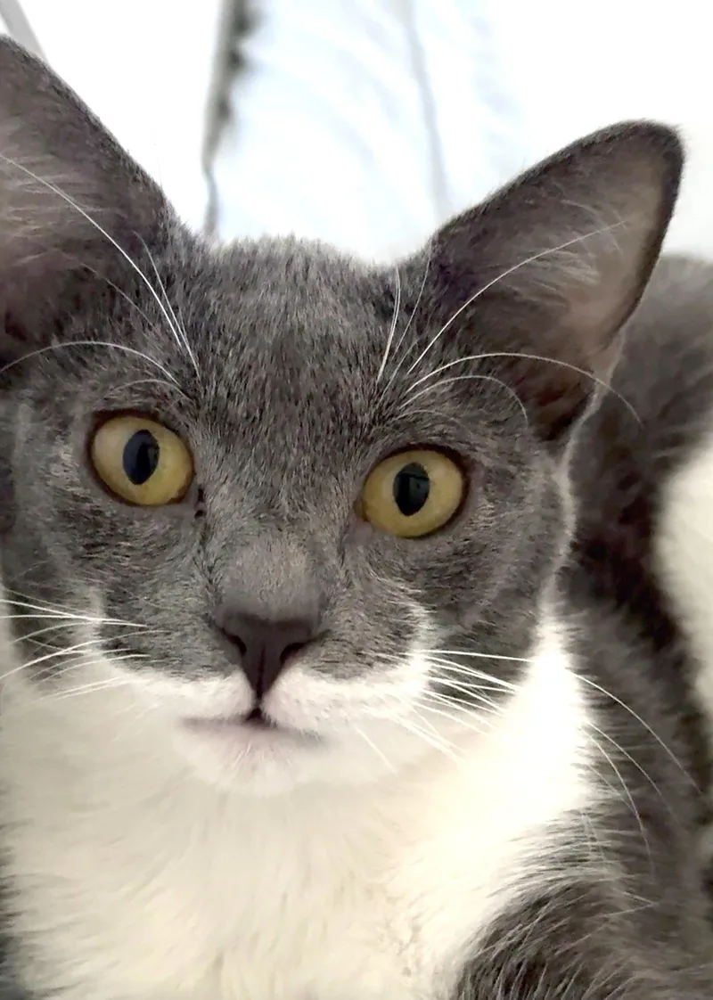 A baby medium-sized female Gray & White Tuxedo cat named Karmen for adoption in Miami, FL