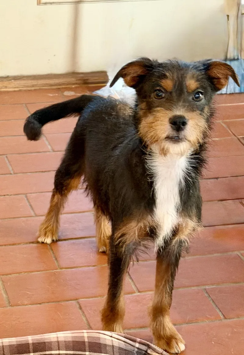 A young medium-sized male Irish Terrier dog named Ressie for adoption in MORAVIAN FALLS, NC