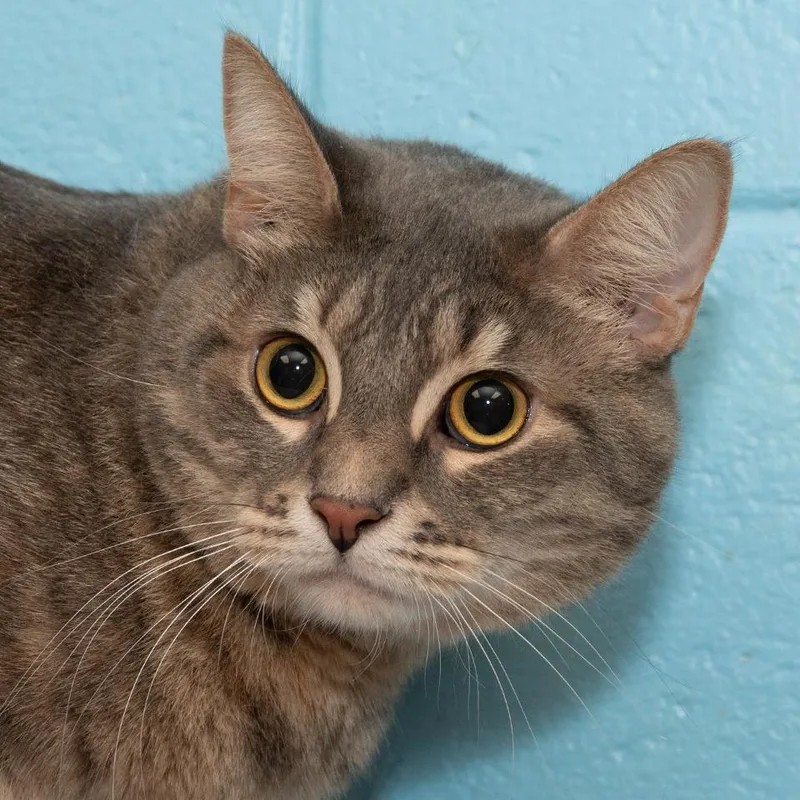 An adult small-sized female Domestic Short Hair cat named Cleo for adoption in Troy, OH