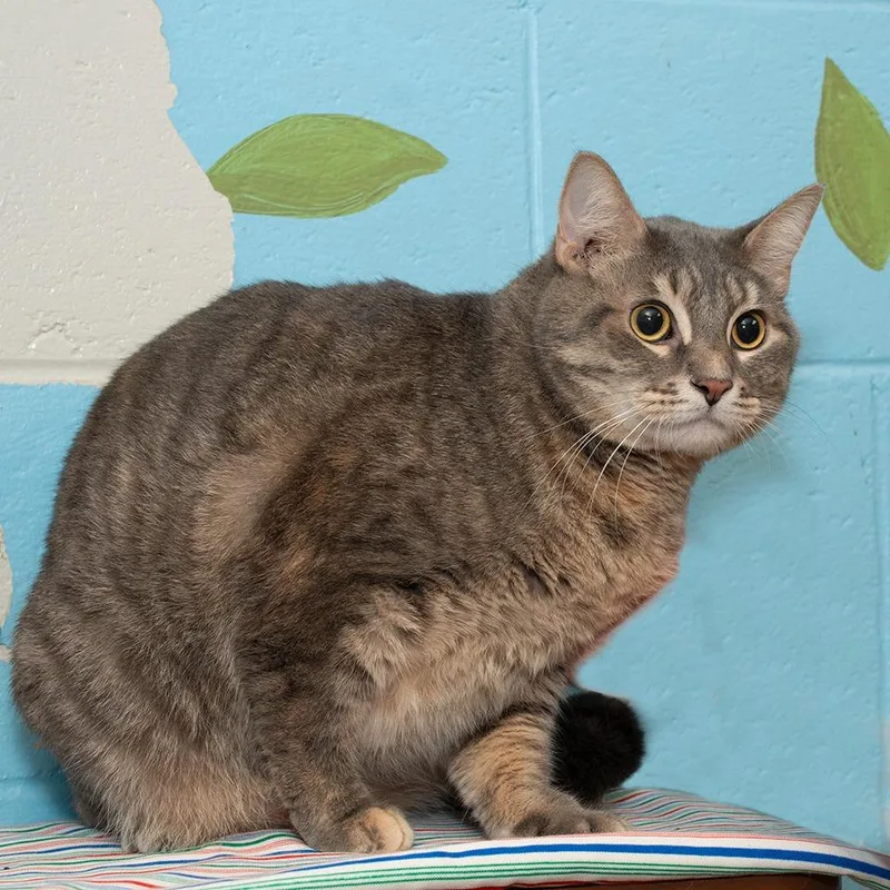 Cleo thumbnail 2