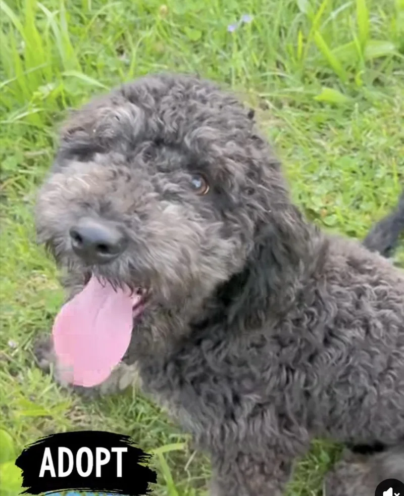 A young medium-sized male Black Border Collie dog named Bach Chocolate for adoption in Woodlawn, TN