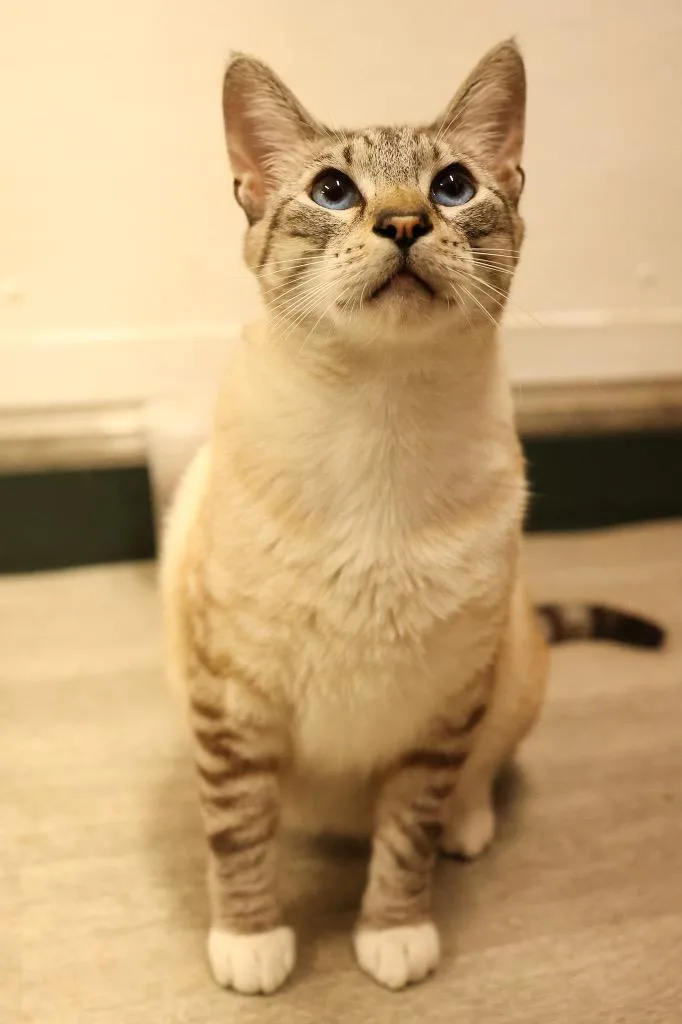 An adult medium-sized male Blue Point Tabby cat named Steven for adoption in Mira Loma, CA
