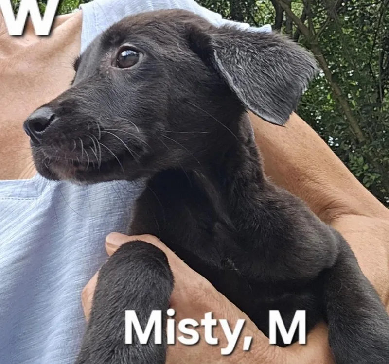 A baby medium-sized male Black Labrador Retriever dog named Misty for adoption in Parma, OH