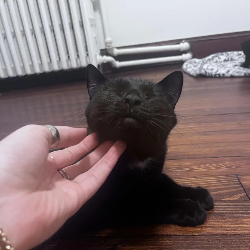 An adult medium-sized female Black Domestic Short Hair cat named Queen for adoption in Baltimore, MD