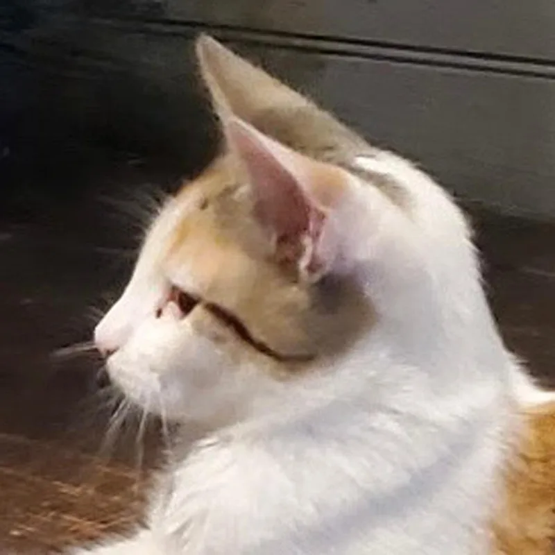 A baby small-sized female Calico cat named Yutani for adoption in Maple Shade, NJ