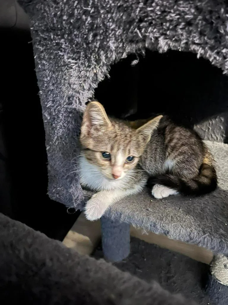 A baby small-sized female Domestic Short Hair cat named Shiloh for adoption in Sebastian, FL