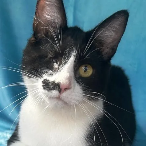 A young large-sized male Black Domestic Short Hair cat named Mandark for adoption in Concord, NH