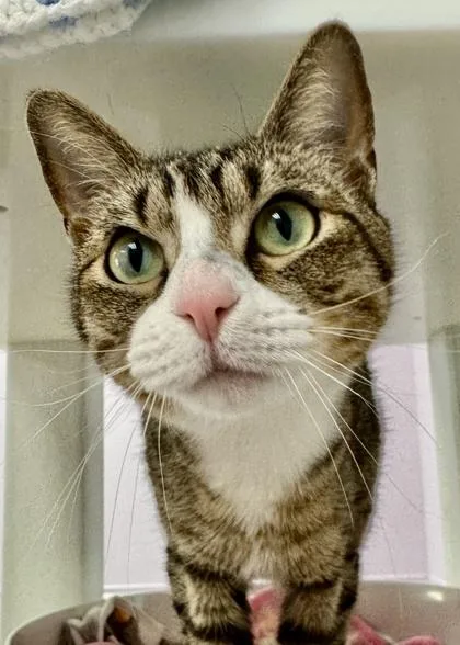 An adult small-sized female Domestic Short Hair cat named Rosa for adoption in Madison, NJ